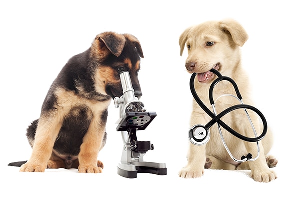 Two puppies with microscope and stethoscope.