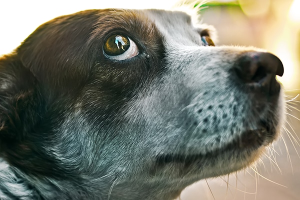  A canine with broad eyes, or whale eyes, looking afraid.