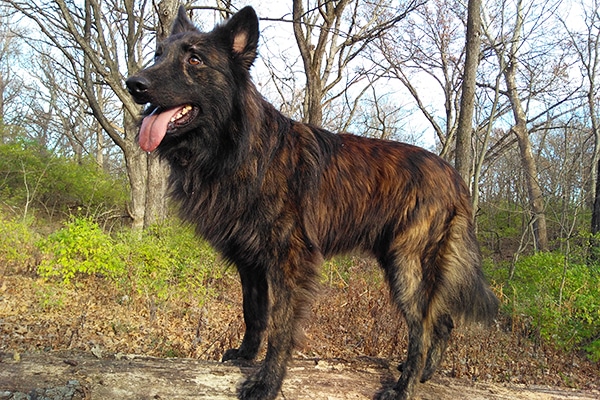 brindle fur dogs