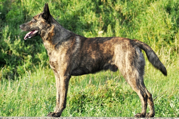 black brindle dog