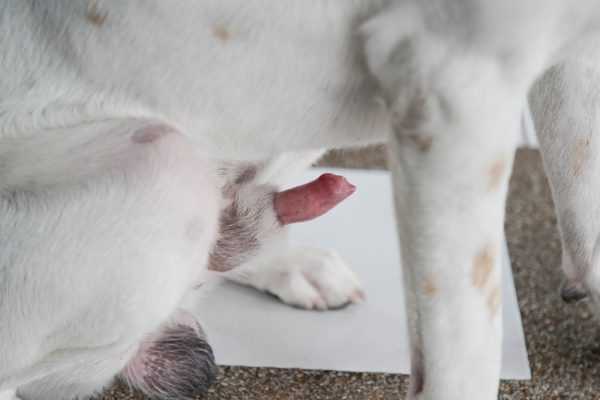 Erect penis of a dog up close
