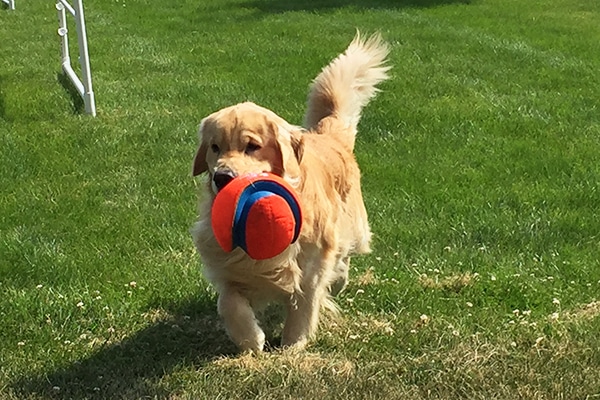 Golden Retriever.