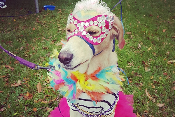 Deland Mardi Gras dog parade.