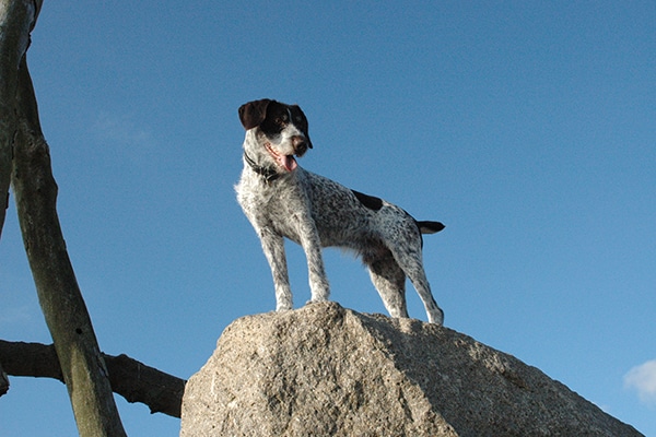 A dog with a docked tail. 