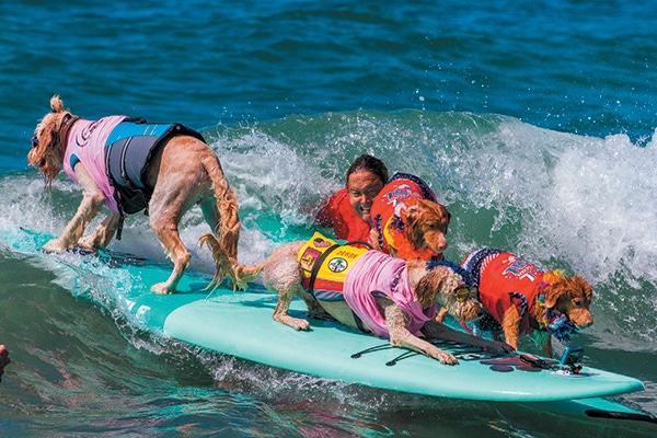 The Surf City Surf Dog Festival.