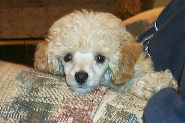 cuddly toy poodle