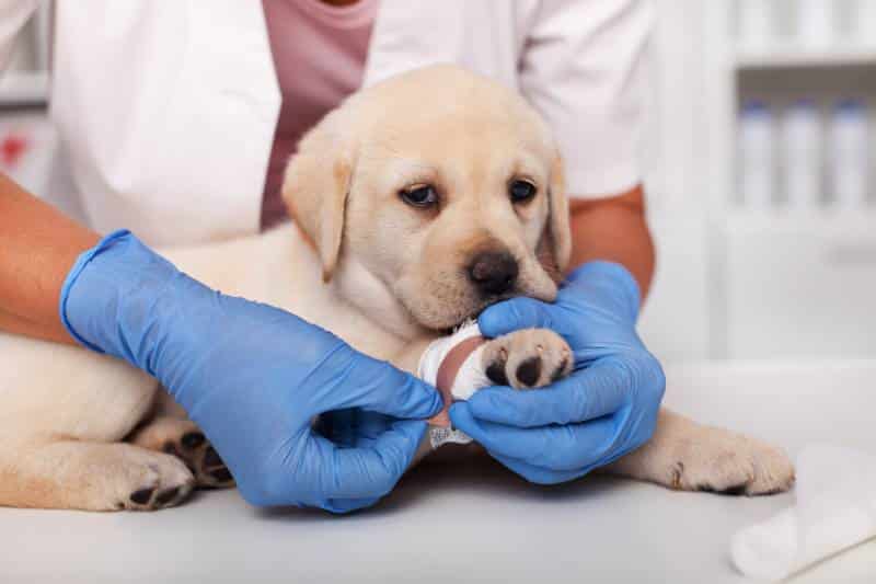 Very young labrador puppy dog with injured leg at the veterinary doctor office