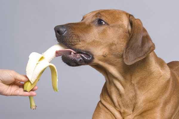 A dog eating a banana.