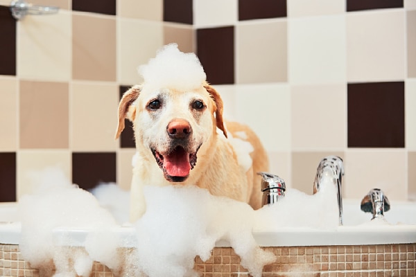 Foamed dog in tub when bathing 