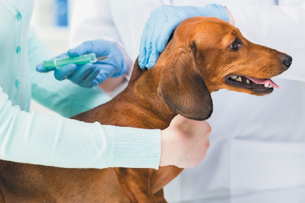 A dog getting a shot or vaccine at the vet.