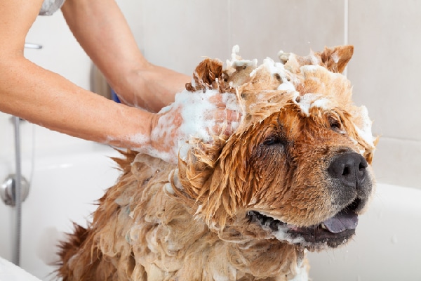 A dog getting shampooed and bathed.