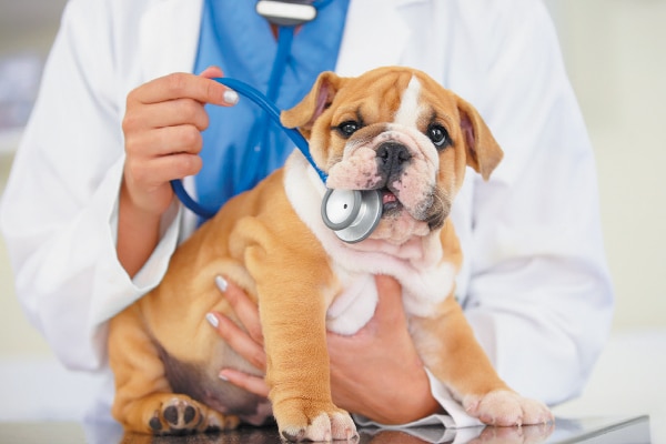 A puppy biting a stethoscope.