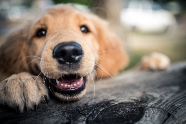 A puppy smiling and showing his teeth.