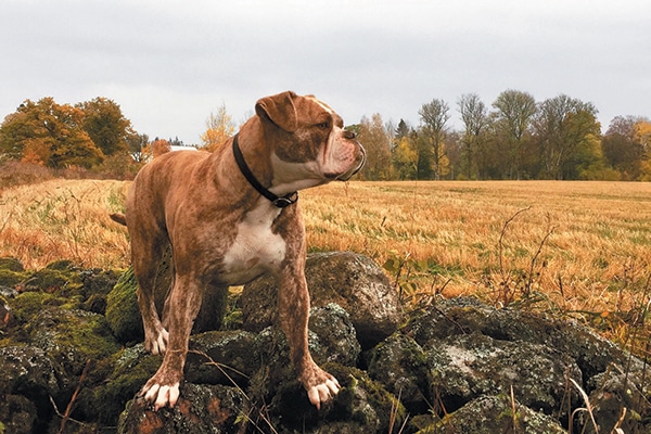 alapaha blue blood bulldog temperament protective