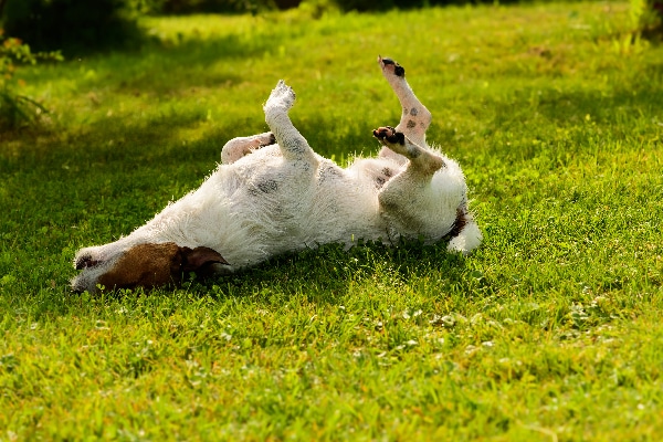 An itchy, scratchy dog rolling around in the grass. Photography by Dora Zett / Shutterstock.