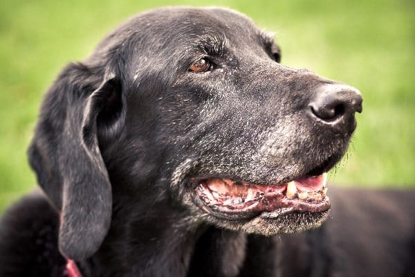 An older dog smiling and showing his teeth.