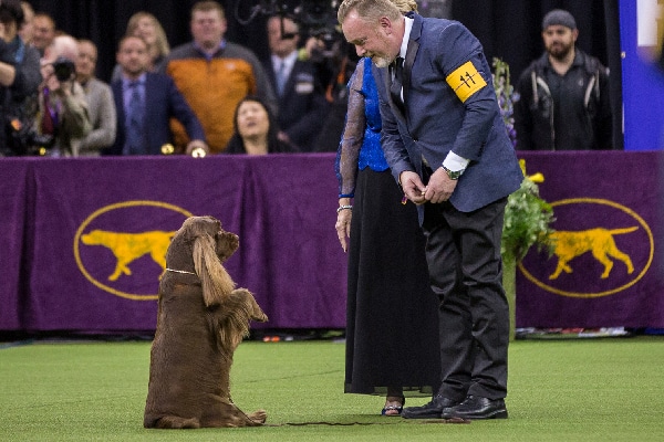 Bean the Sussex Spaniel.