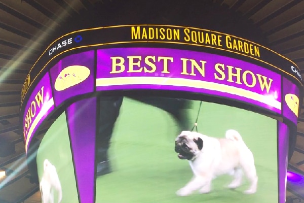 Biggie the Pug won the Toy Group.