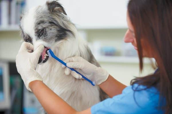 A dog getting his teeth brushed and cleaned at the vet.