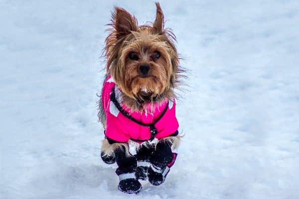 Dog in a jacket, running in the snow.