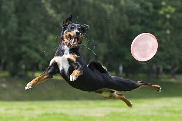 A dog running and jumping in the air after a Frisbee.