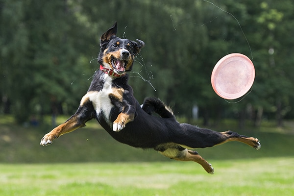 A dog jumping for a frisby