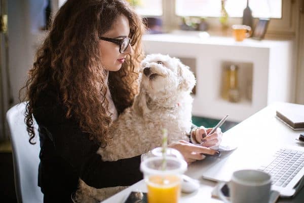 Dog at work with girl on a laptop.