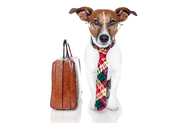 Dog with tie, briefcase and glasses ready to go to work.