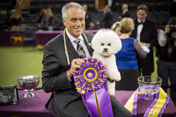 bean westminster dog show