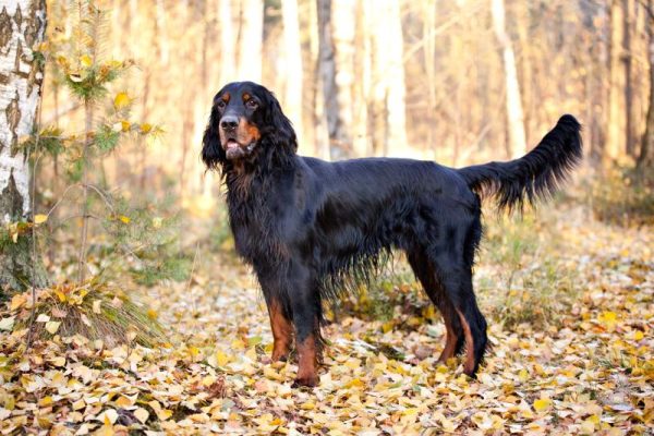 Gordon Setter dog standing