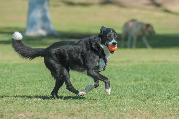 A happy, healthy dog running around outside.