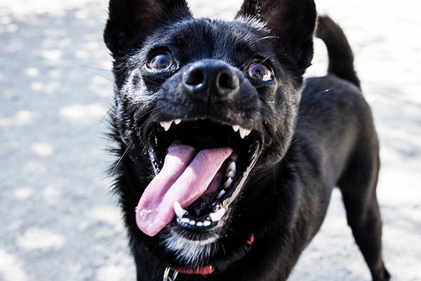een opgewonden hond met zijn tong lollend.