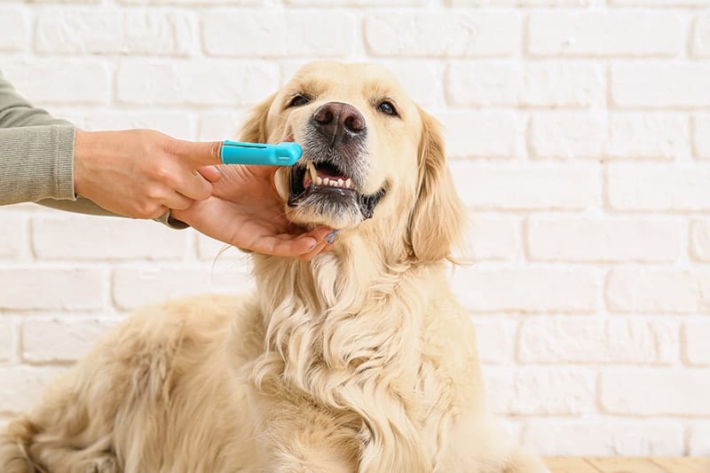 Owner brushing teeth of cute dog at home