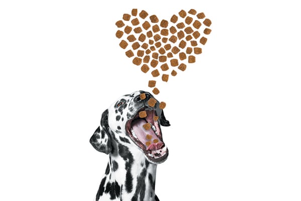 A dog loving on treats and food.