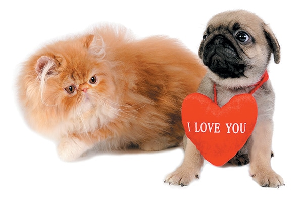 A dog and a cat celebrating Valentine's Day. 