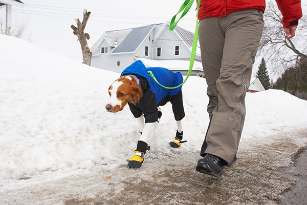 Walking a dog in snow and ice.