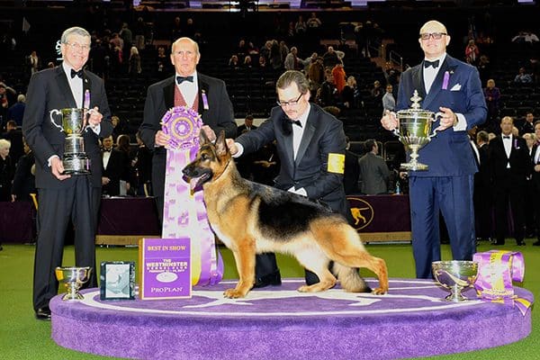 Westminster Kennel Club.