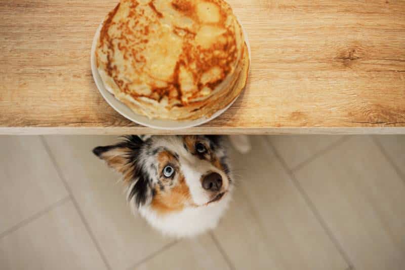 australian shepherd dog is waiting for pancakes