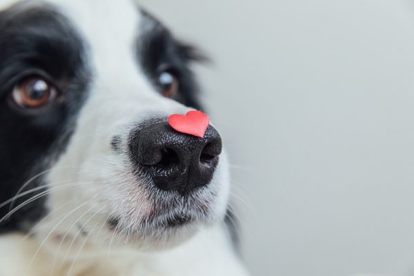 cute border collie dog holding red heart on nose isolated on white background