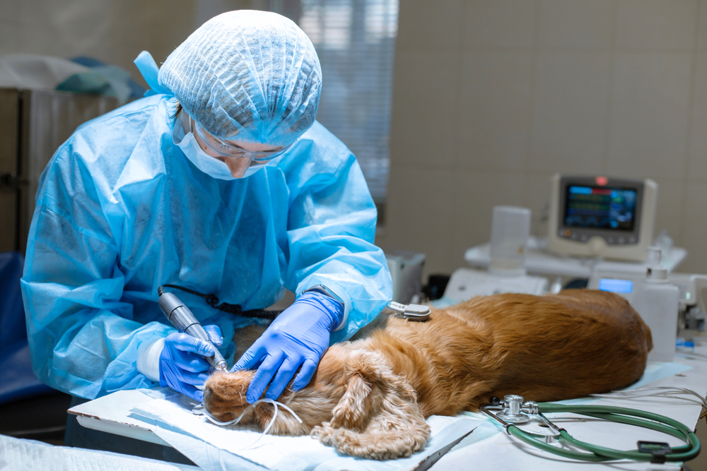 veterinarian-doing-dental-surgery-on-dog
