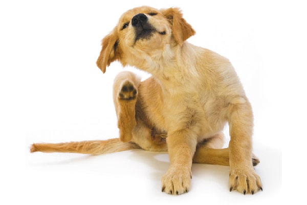  A Golden young puppy scratching and itching.