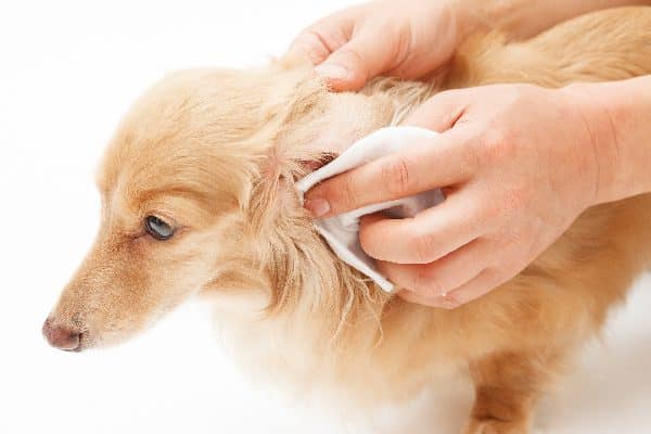 A dog getting his ears cleaned.