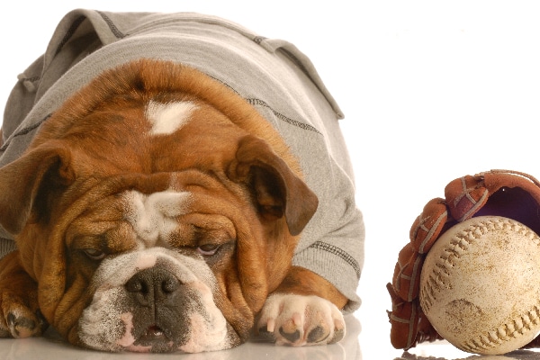 A dog next to a baseball and baseball glove.