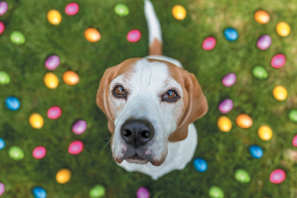 A dog surrounded by Easter eggs.