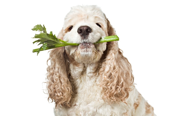 A curly-haired dog with celery in his mouth.