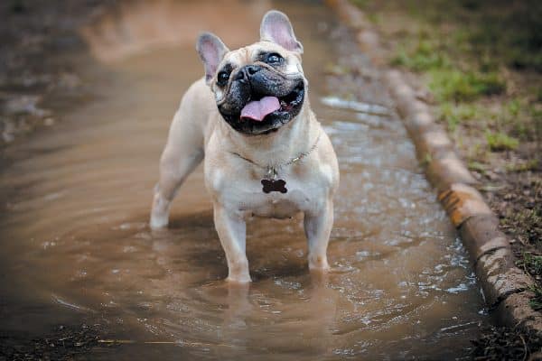 A happy dog in mud.