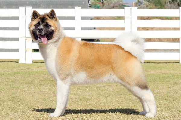 Akita dog breed with curly tail.