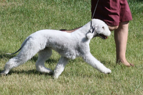 Bedlington Terrier.