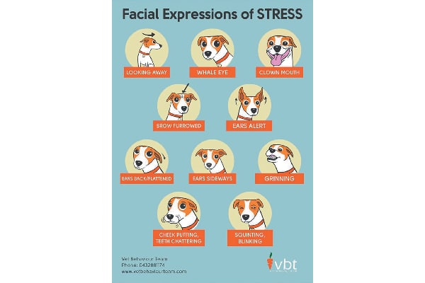 Dog Expressions Chart