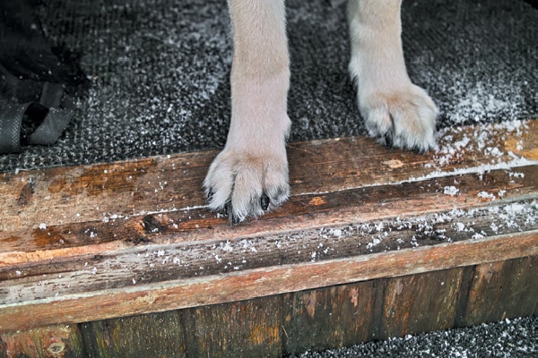 https://www.dogster.com/wp-content/uploads/2018/03/Dog-paws-about-to-step-out-into-snow.jpg